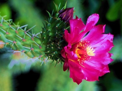 Legend miért kaktuszok virágzik - információs forrás