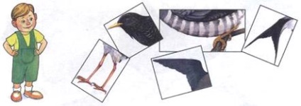 Lexikális témája a vándorló madarak (vándorló) Lexikális témája vándormadarak