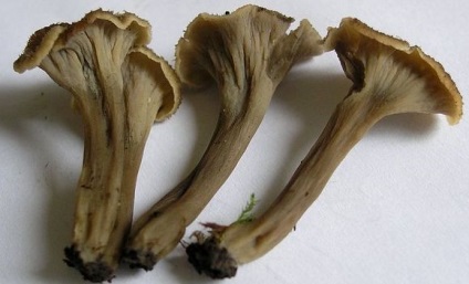 Chanterelles amely növekszik fotó (növekvő) Chanterelles amely növekszik fotó