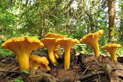 Chanterelles amely növekszik fotó (növekvő) Chanterelles amely növekszik fotó