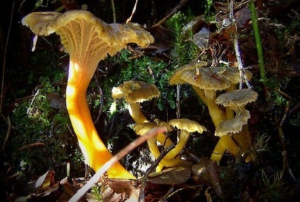 Chanterelles ahol növekszik fotók (vastagság kalap lábak láb) Chanterelles amely növekszik fotó