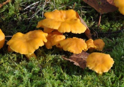 Chanterelles ahol növekszik fotók (vastagság kalap lábak láb) Chanterelles amely növekszik fotó