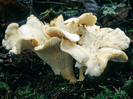 Chanterelles amely növekszik fotó (növekvő) Chanterelles amely növekszik fotó