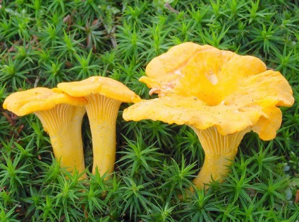 Chanterelles amely növekszik fotó (növekvő) Chanterelles amely növekszik fotó