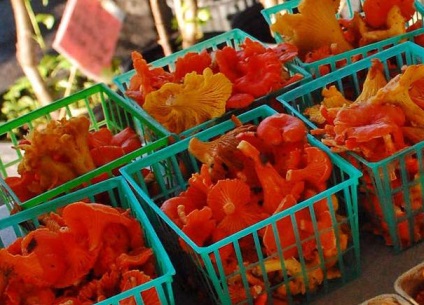 Chanterelles ahol növekszik fotók (vastagsága lábak láb) Chanterelles amely növekszik fotó