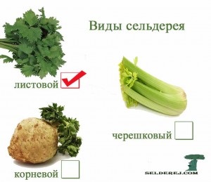Sheet zeller, zeller (zeller) Zellerlevél-, zeller
