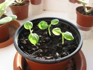 Szerelem Grow Hibiscus Szudán rózsa! (Gyermek fogászat) Szerelem Grow Hibiscus Szudán rózsa!