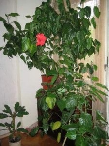 Szerelem Grow Hibiscus Szudán rózsa! (Szudán rózsa) Szerelem Grow Hibiscus Szudán rózsa!