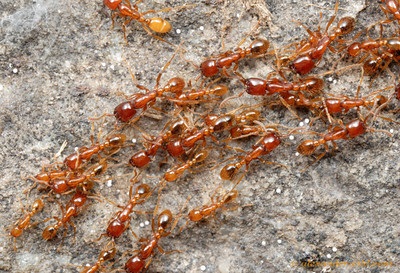 Kis vörös hangyák a lakásban, hogyan lehet megszabadulni