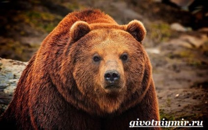 Grizzly Bear 1