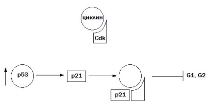 A mitotikus ciklus - ez