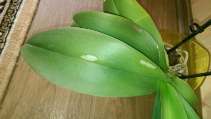 Sticky cseppeket orchidea, mit kell tennie a probléma