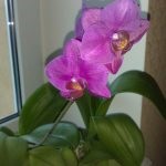 Sticky cseppeket orchidea, mit kell tennie a probléma