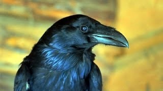 Folk előjelek eső esős jelek (jelzések) Folk előjelek eső esős jelek