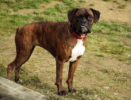 Boxer fajta leírás, gondozás és egészségügyi, valamint a természet fotó (ellátás) Boxer fajta leírás, gondozás és egészségügy, és a természet fotók