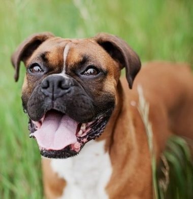 Boxer fajta leírás, gondozás és egészségügyi, valamint a természet fotó (leírás) Boxer fajta leírás, gondozás és egészségügy, és a természet fotók