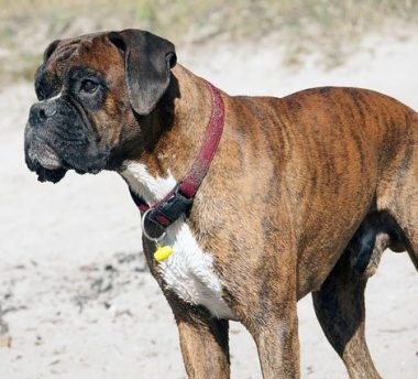 Boxer fajta leírás, gondozás és egészségügyi, valamint a természet fotó (rock) Boxer fajta leírás, gondozás és egészségügy, és a természet fotók