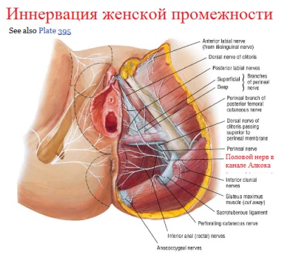 Neuropathia szexuális (szeméremtest) ideg krasnodare, klinika és uroginekologii neyrourologii