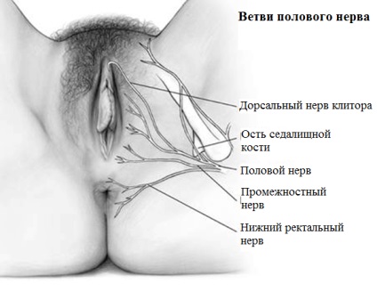 Neuropathia szexuális (szeméremtest) ideg krasnodare, klinika és uroginekologii neyrourologii