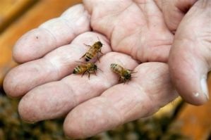 Az új technológiák a méhészetben