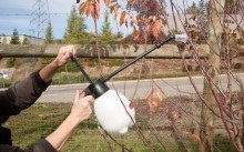 Metszés körte őszi kezdők áramkörök és videó ajánlások
