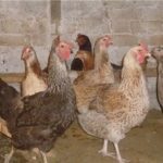 Áttekintés Yurlov crower fajta csirkék található képek és videó