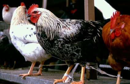 Áttekintés Yurlov crower fajta csirkék található képek és videó