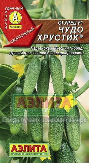 Uborka csoda Hrustik f1® vásárolni uborka vetőmag ömlesztett és nagykereskedelmi a gyártótól