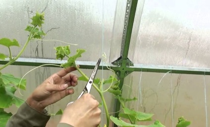 Uborka illenek növekvő üvegházban, gondoskodás, fotó, videó