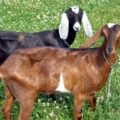 Okoth az első jelei egy kecske, terhesgondozás (jelek) Okoth az első jelei egy kecske, terhesgondozás