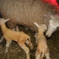 Okoth az első jelei egy kecske, terhesgondozás (jelek) Okoth az első jelei egy kecske, terhesgondozás