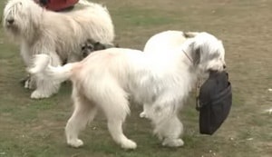 kutyafajta leírása délorosz juhászkutya tulajdonosok vélemények és fotók