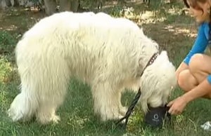 kutyafajta leírása délorosz juhászkutya tulajdonosok vélemények és fotók