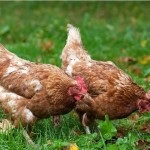 Leírás tojás fajtájú csirkék Breukelen, leghorn csirke, Iza Braun és mások (tojás) Leírás tojás fajták csirkék Breukelen, leghorn csirke, Iza Braun és mások