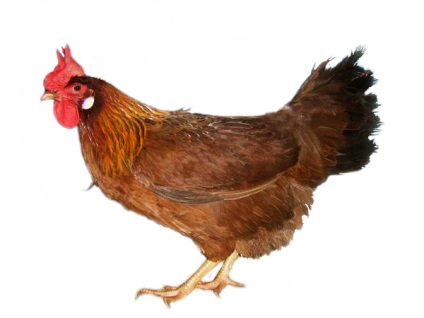 Leírás tojás fajták csirkék Breukelen, leghorn csirke, Iza Braun és mások (olasz) Leírás tojás fajták csirkék Breukelen, leghorn csirke, Iza Braun és mások