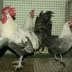 Leírás tojás fajtájú csirkék Breukelen, leghorn csirke, Iza Braun és mások (kőzetek) Leírás tojás fajták csirkék Breukelen, leghorn csirke, Iza Braun és mások