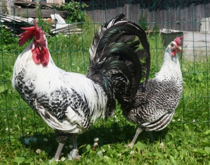 Leírás tojás fajták csirkék Breukelen, leghorn csirke, Iza Braun és mások (olasz) Leírás tojás fajták csirkék Breukelen, leghorn csirke, Iza Braun és mások
