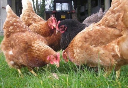 Leírás tojás fajtájú csirkék Breukelen, leghorn csirke, Iza Braun és mások (Breukelen) Leírás tojás fajták csirkék Breukelen, leghorn csirke, Iza Braun és mások
