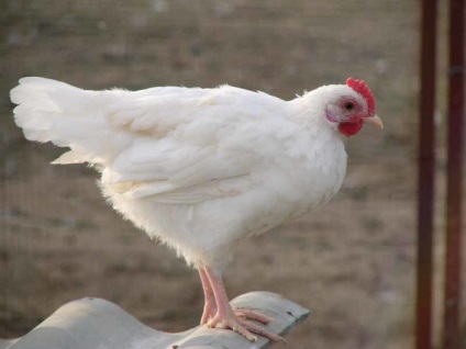 Leírás tojás fajtájú csirkék Breukelen, leghorn csirke, Iza Braun és mások (tojás) Leírás tojás fajták csirkék Breukelen, leghorn csirke, Iza Braun és mások