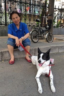 Poll kutyák Peking - Barátok vagy élelmiszer