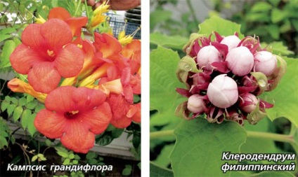 Greenhouse home (bougainvillea) Greenhouse otthon