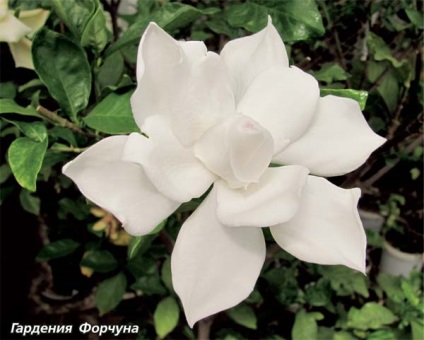 Greenhouse home (Otto Brunfels grandiflora) Greenhouse otthon