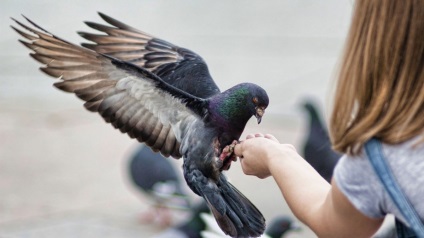 Psittacosis galambok tünetek, mit és hogyan kell kezelni a betegséget