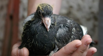 Psittacosis galambok tünetek, mit és hogyan kell kezelni a betegséget