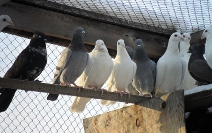 Papagájkór a galambok tünetek és kezelés