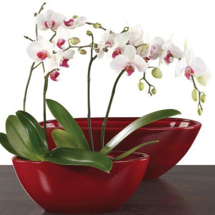Orchid ellátás és szervátültetés, hasznos tippeket