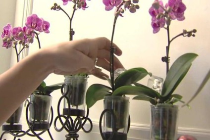 Orchid ellátás és szervátültetés, hasznos tippeket