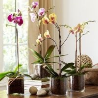 Orchid - ellátás, transzplantáció