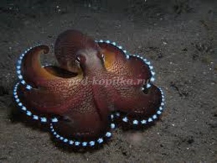 Octopus papír a gyerekek saját kezűleg