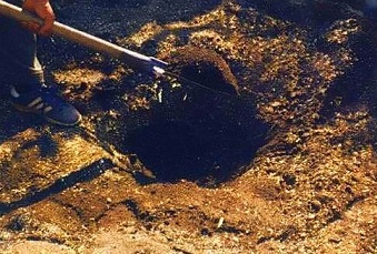 Jellemzők ültető luc - tanácsot greensad (greensad) Jellemzők ültető luc - tanácsot greensad